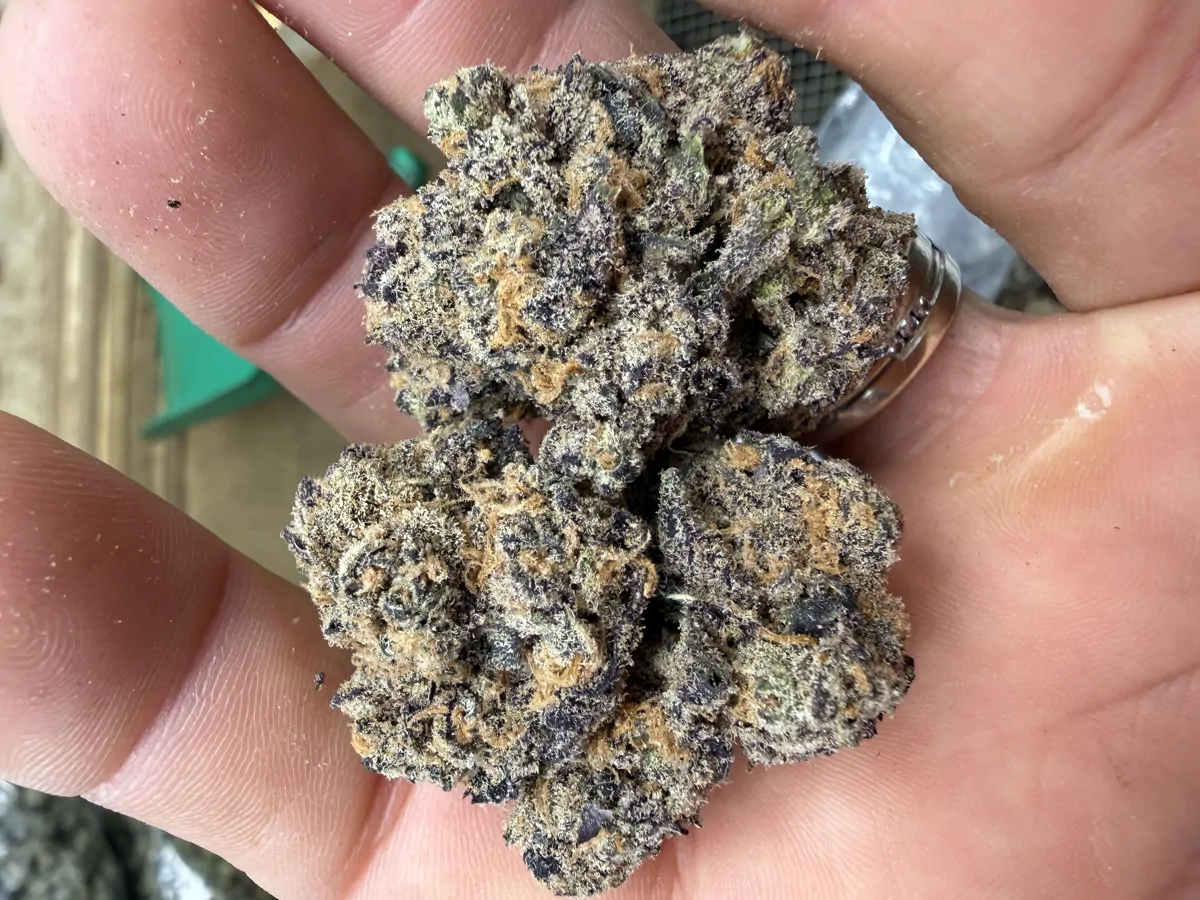 Lizard Bones Flower